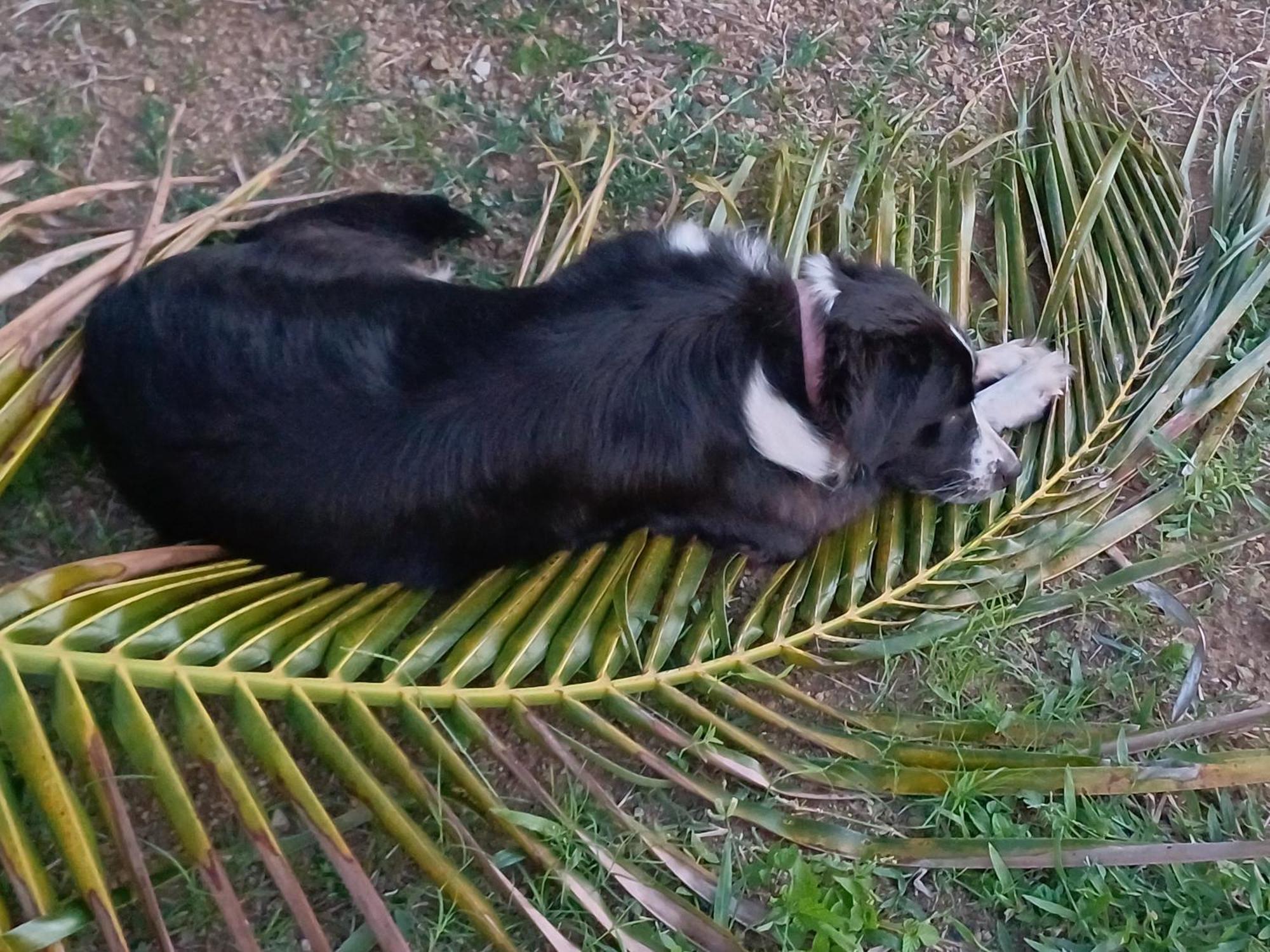 Rooster Run Glamping Camping Has Rooftop And Off The Ground Glamping Experience For 1 To 16 In A Single Tent And Views Of The Rain Forrest And To Culebra Across The Atlantic Ocean W Tents, Linens, Deluxe Air Beds, Warm Shower And More At A Great Pric Vieques Exterior foto